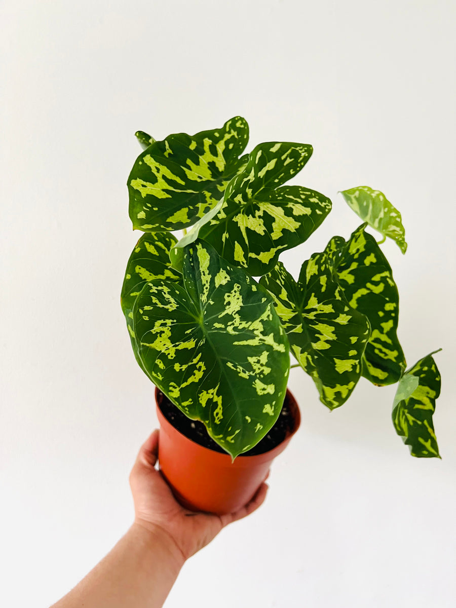 Alocasia Hilo Beauty - 6