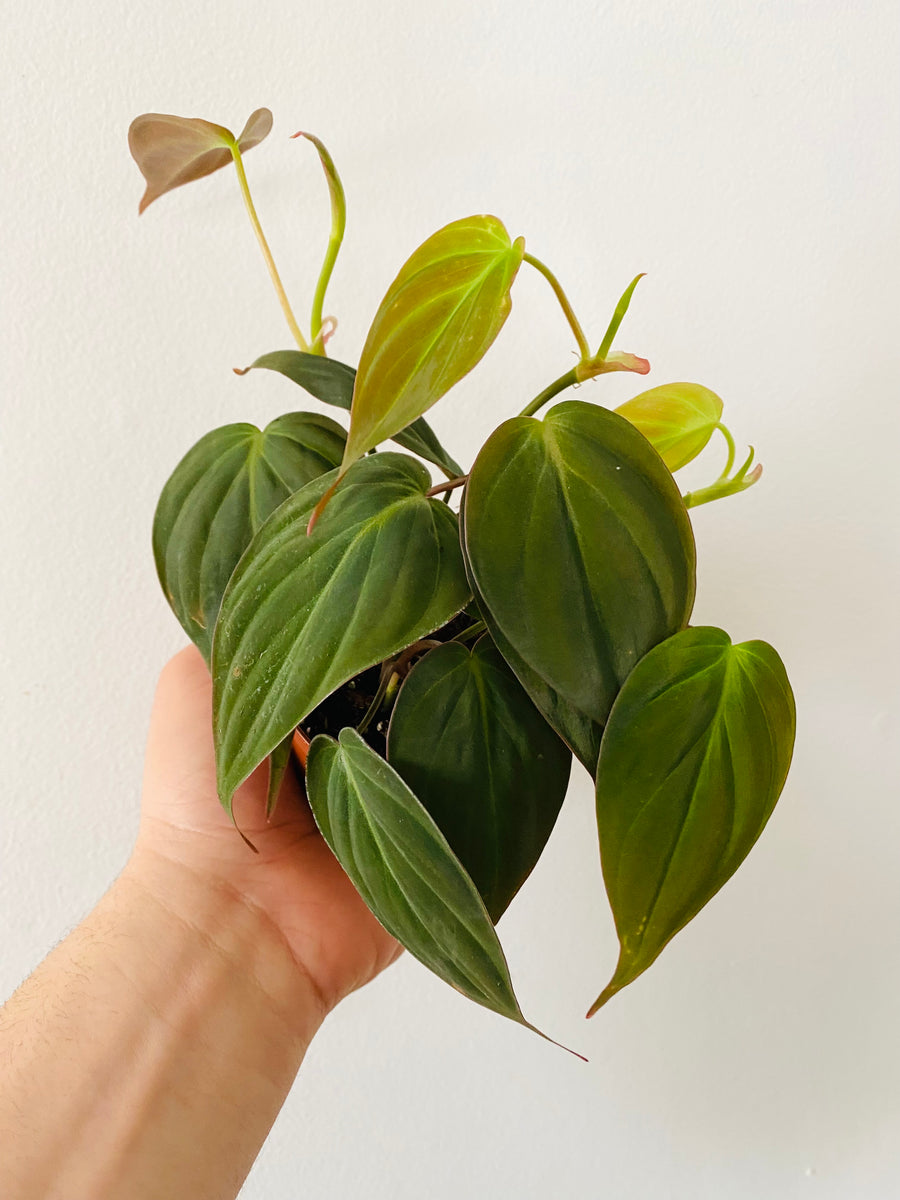 Philodendron Micans - 3