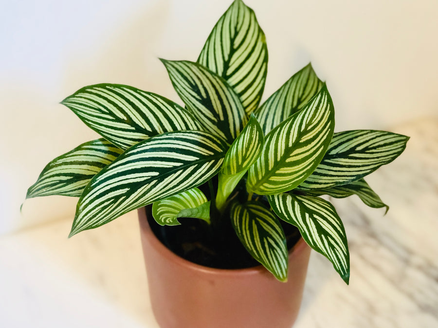 Calathea 'Vitatta' - 4