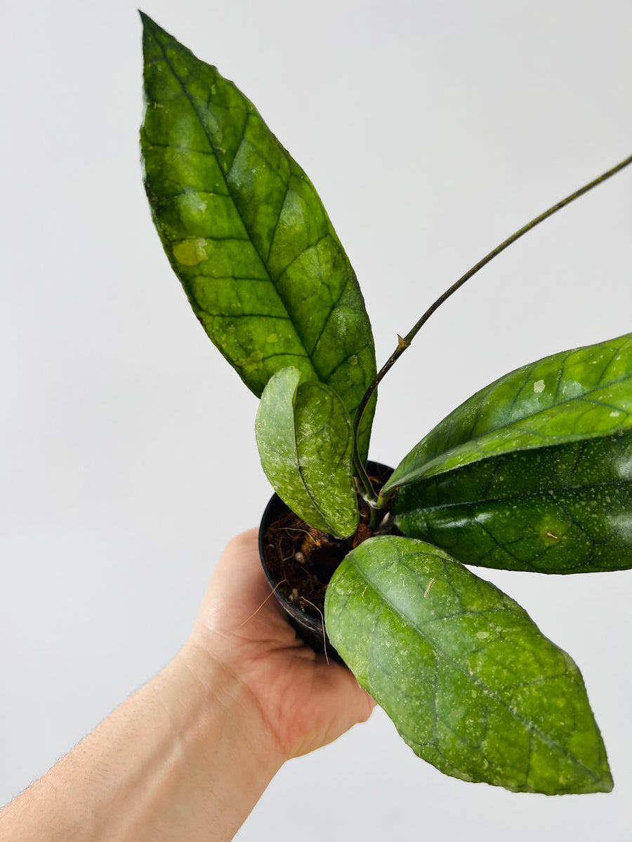Hoya Finlaysonii 'Nova' - Rare Hoya - 4
