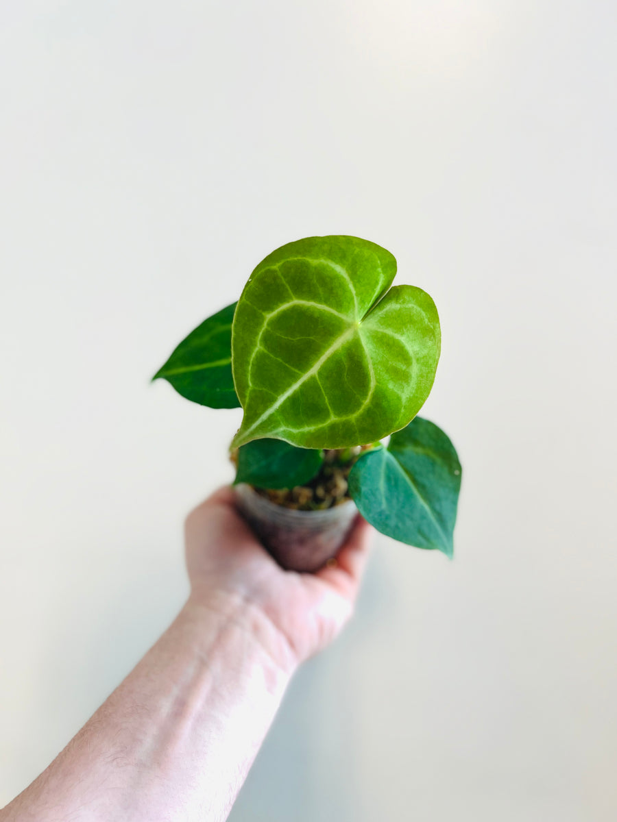 Anthurium Clarinervium - 3.5