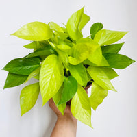 pothos plant etsy Neon Pothos - Epipremnum Aureum 'Neon'