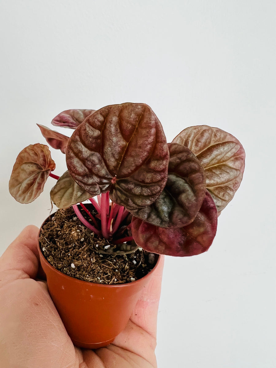 Peperomia Caperata 'Luna Red' - 2