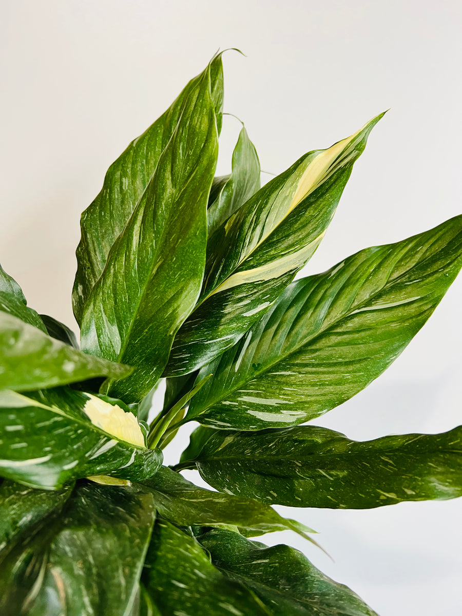 Spathiphyllum Domino - Variegated Peace Lily - 6