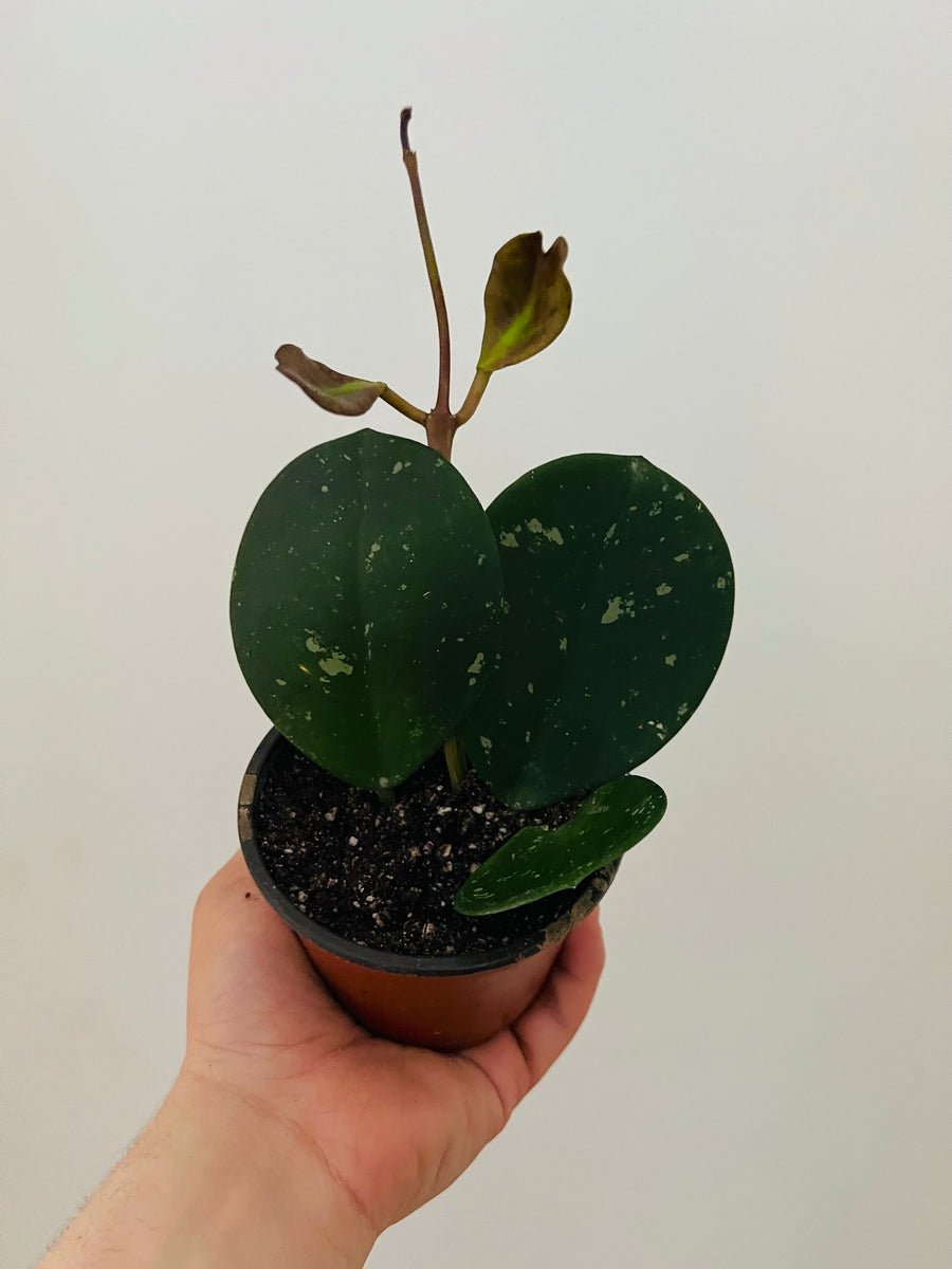 Hoya Obovata - Speckled - 4