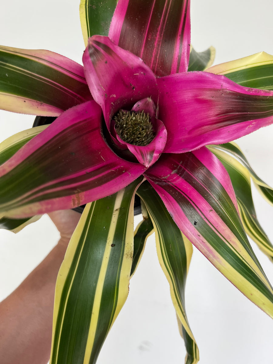 Neoregelia Franca - 6