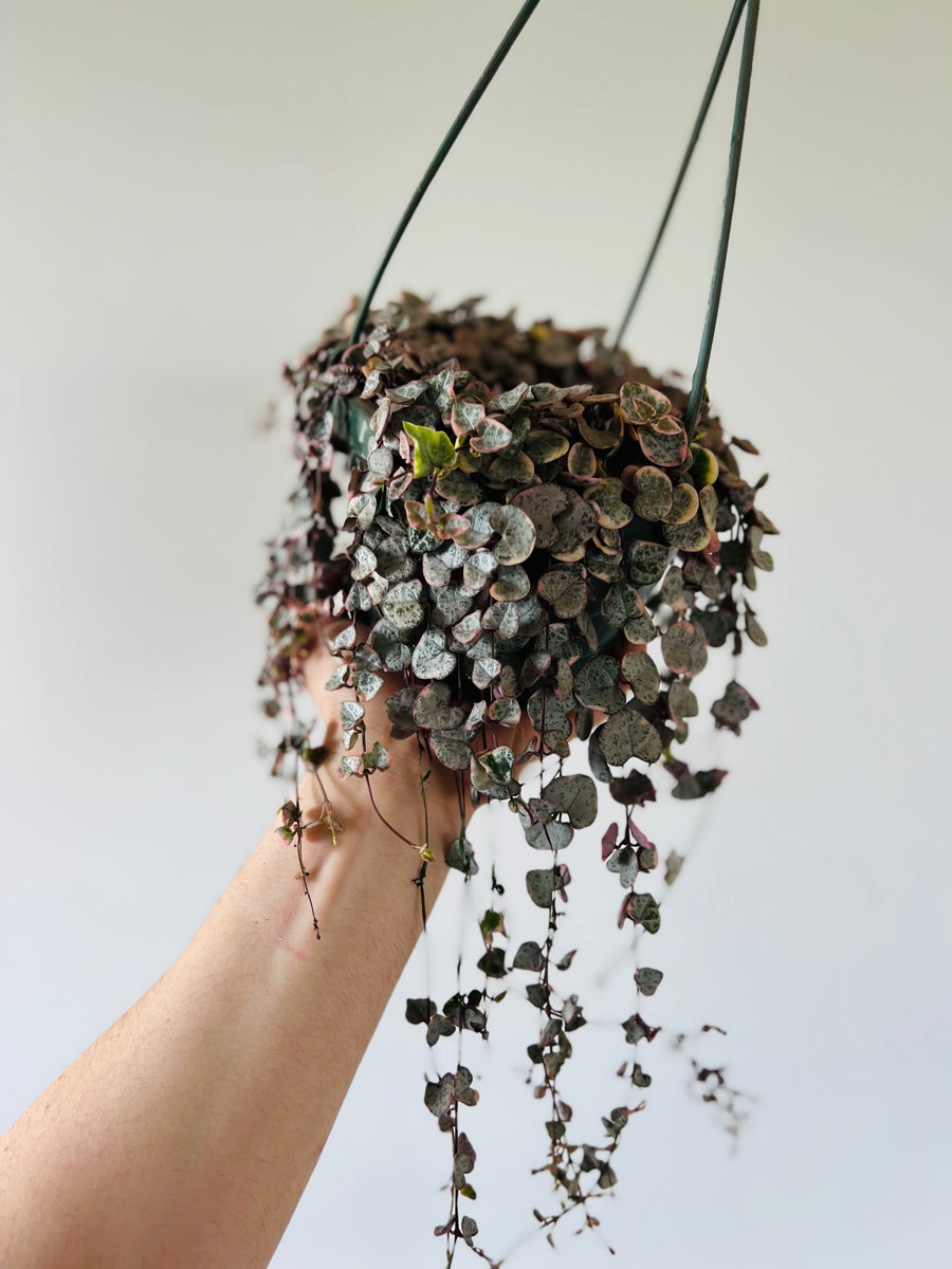 Variegated String of Hearts - Ceropegia Woodii 'Variegated' - Very Full & Vining - 6